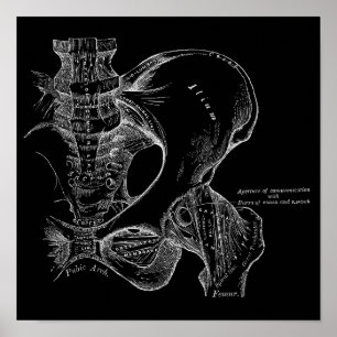 Poster Illustration de la science de l'anatomie Pelvis bl