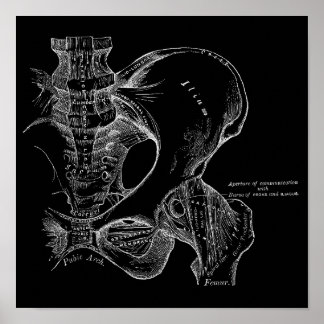 Poster Illustration de la science de l'anatomie Pelvis bl