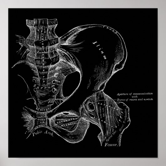 Poster Illustration de la science de l'anatomie Pelvis bl (Devant)