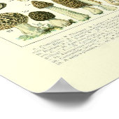 Poster Illustration de la science des champignons - Adolp (Coin)