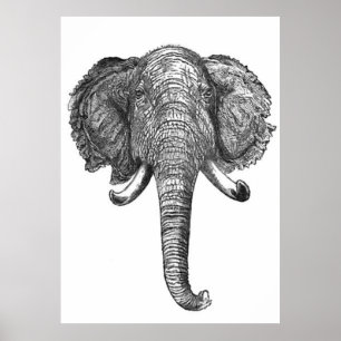 Poster Illustration de la tête d'éléphant vintage (1872)