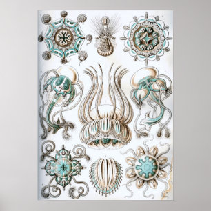 Poster Illustration de la vie marine vintage