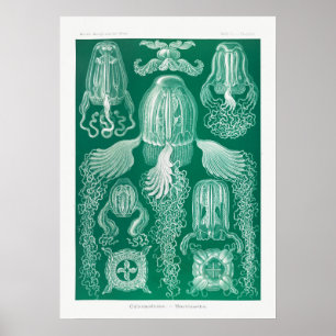 Poster Illustration de la vie marine vintage