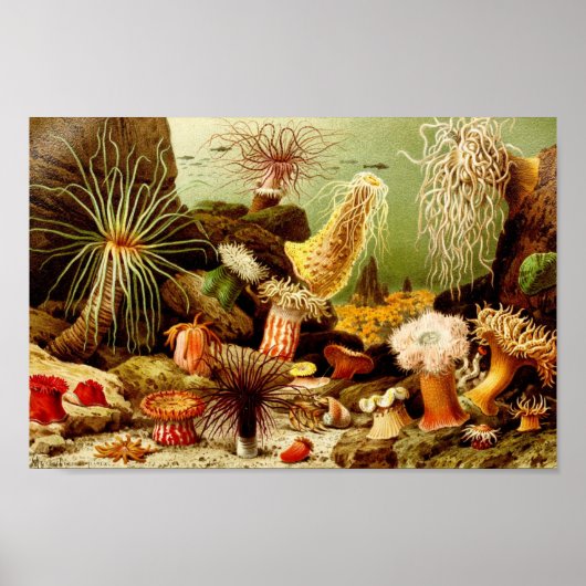 Poster Illustration de la vie marine vintage (Devant)