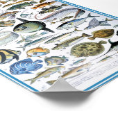 Poster Illustration de la vie marine vintage (Coin)