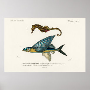 Poster Illustration de la vie marine vintage