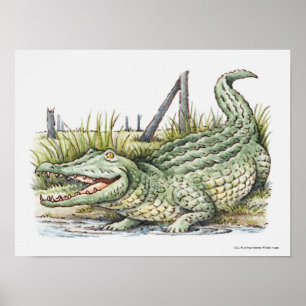 Poster Illustration de l'alligator sur le rivage