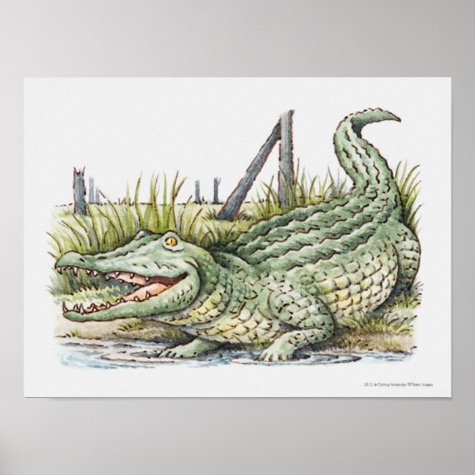 Poster Illustration de l'alligator sur le rivage (Devant)