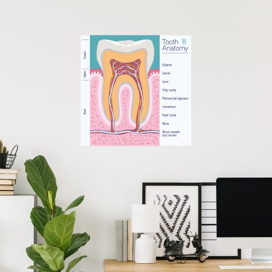 Poster Illustration de l'anatomie des dents (Bureau à domicile)