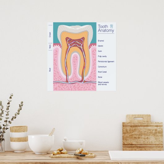 Poster Illustration de l'anatomie des dents (Cuisine)