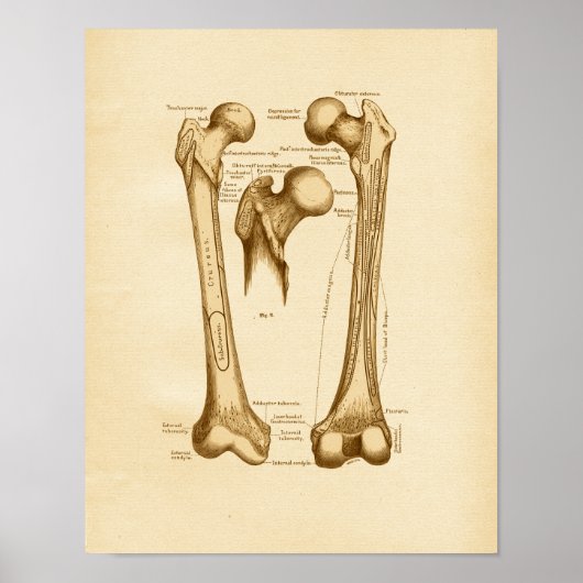 Poster Illustration de l'anatomie vintage Os fémur (Devant)