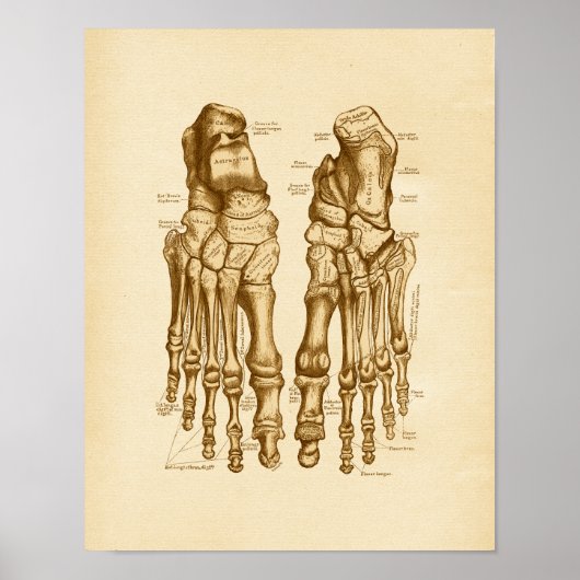 Poster Illustration de l'anatomie vintage Os pieds (Devant)