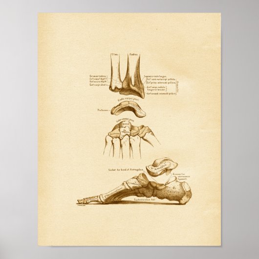 Poster Illustration de l'anatomie vintage Os poignets (Devant)