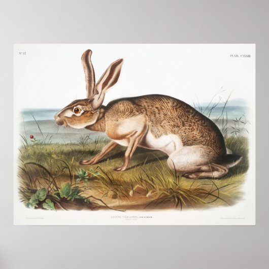 Poster Illustration de lapin (Devant)