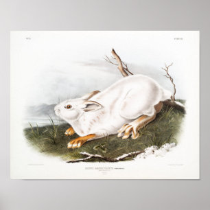 Poster Illustration de lapin