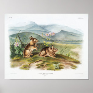 Poster Illustration de lapin