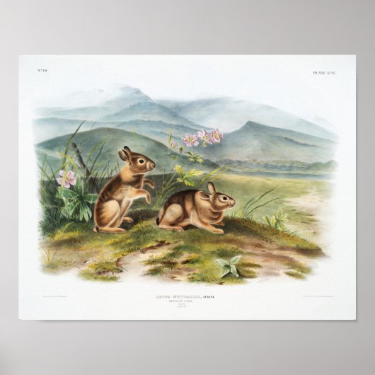 Poster Illustration de lapin (Devant)