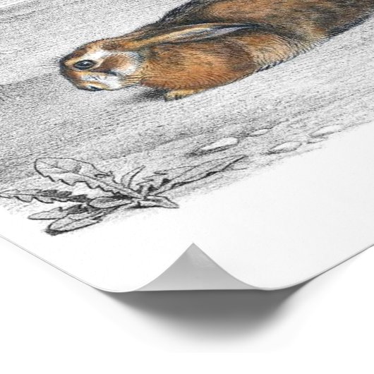 Poster Illustration de lapin (Coin)