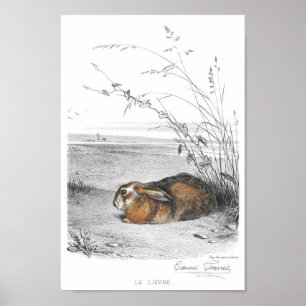 Poster Illustration de lapin