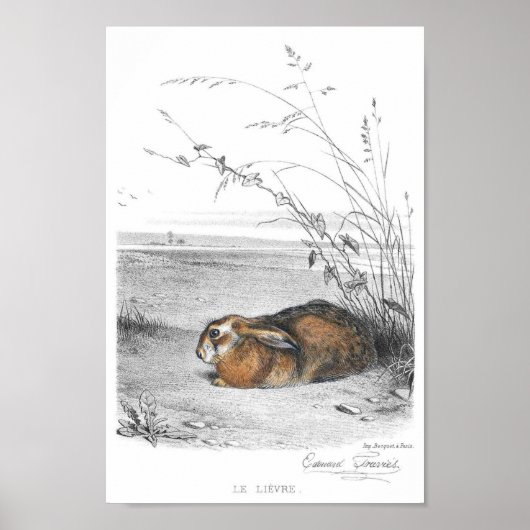 Poster Illustration de lapin (Devant)