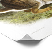 Poster Illustration de lapin (Coin)