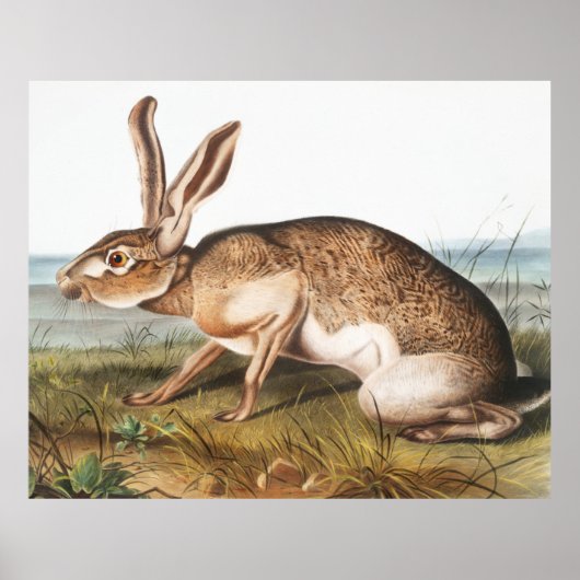 Poster Illustration de lapin Lièvre texan (Lepus Texianus (Devant)