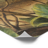 Poster Illustration de lapin Lièvre texan (Lepus Texianus (Coin)