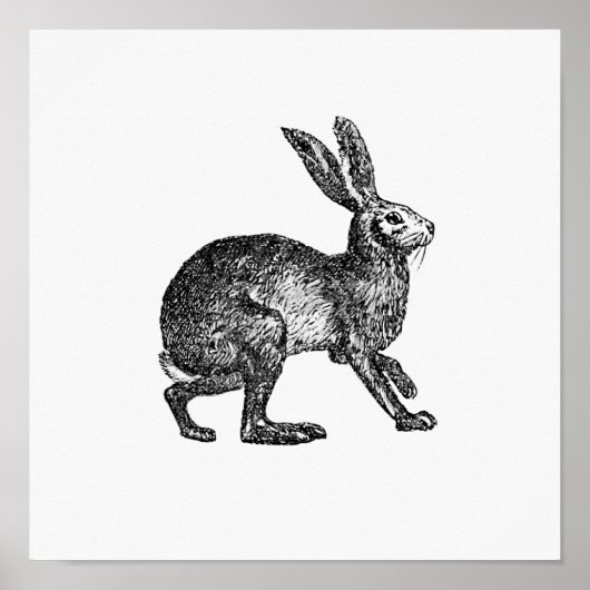 Poster Illustration de lapin vintage (Devant)