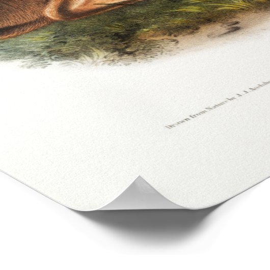 Poster Illustration de lapins (Coin)