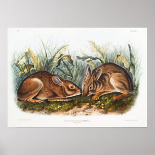 Poster Illustration de lapins