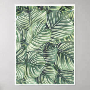 Poster Illustration de l'aquarelle Calathea Orbifolia