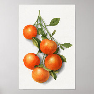 Poster Illustration de l'aquarelle Oranges vintages