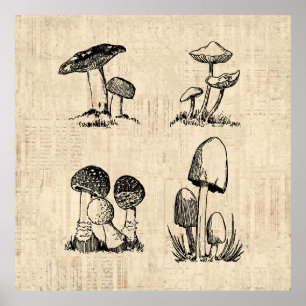 Poster Illustration de l'art des champignons vintages