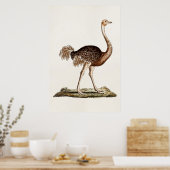 Poster Illustration de l'autruche vintage Ostriches rétro (Cuisine)