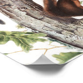 Poster Illustration de l'écureuil et de l'écureuil de soi (Coin)