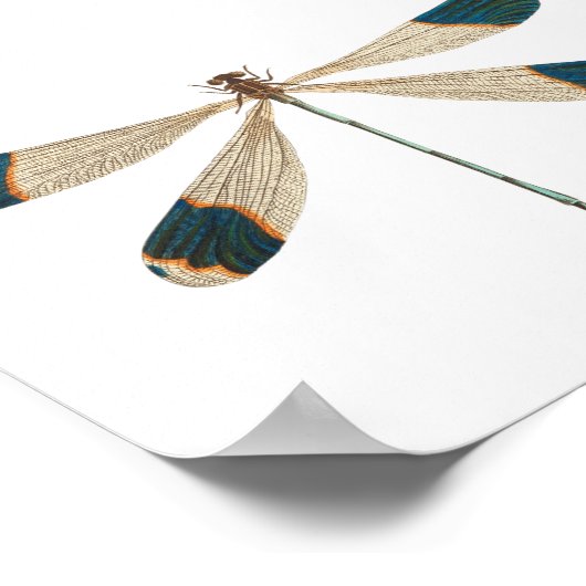 Poster Illustration de libellule (Coin)