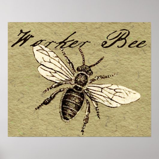 Poster Illustration de l'insecte abeille du travailleur (Devant)