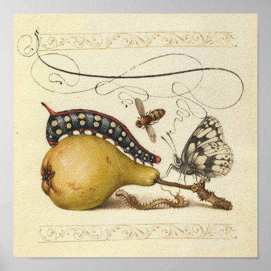 Poster Illustration de l'insecte du fruit du papillon (Devant)