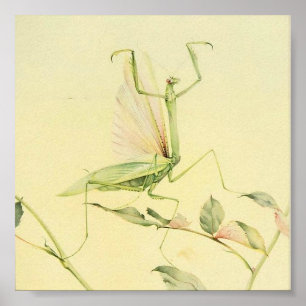 Poster Illustration de l'insecte Vintage