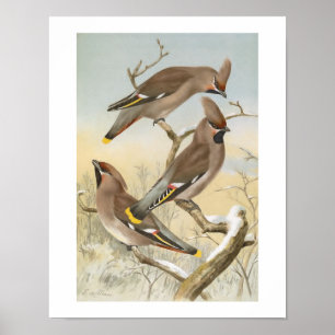 Poster Illustration de l'oiseau Vintage de cirage de Bohê