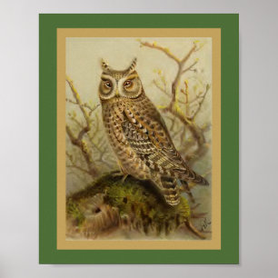 Poster Illustration de l'oiseau Vintage de Scops Owl