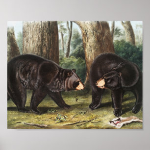 Poster Illustration de l'ours noir américain Ursus Americ