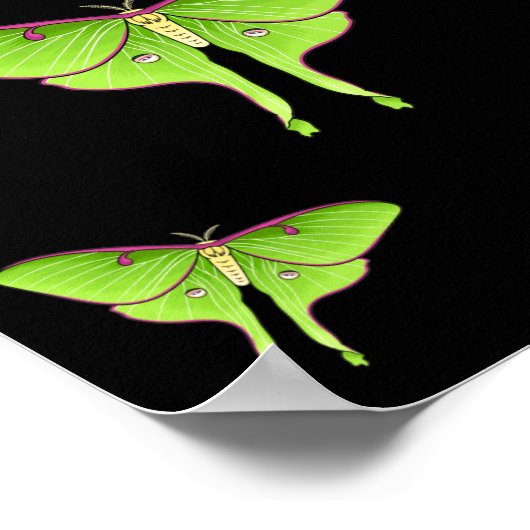 Poster Illustration de Luna Moth (Coin)