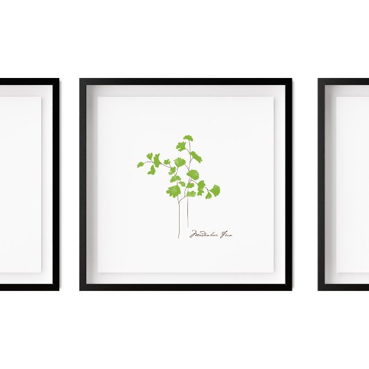 Poster Illustration de Maidenhair Fern | Série Fern