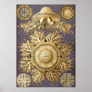 Poster Illustration de méduse vintage