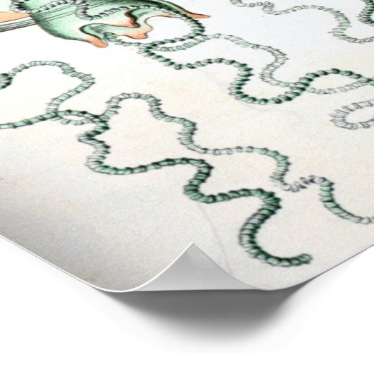 Poster Illustration de méduse vintage (Coin)