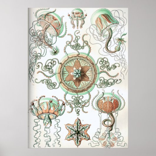 Poster Illustration de méduse vintage (Devant)