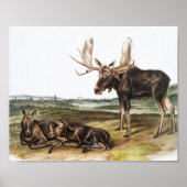 Poster Illustration de Moose Deer (Servus alces) (Devant)