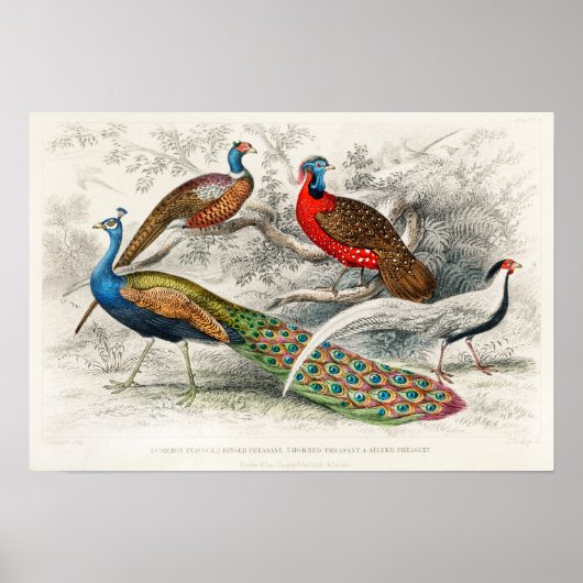 Poster Illustration de paon vintage (Devant)