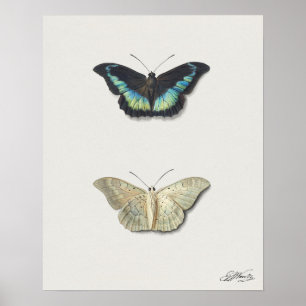 Poster Illustration de papillon